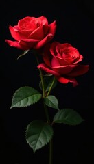 Fototapeta premium Vibrant red rose blooms against stark black backdrop, single, contrast, texture