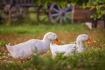 A group of ducks are standing in a grassy area by a body of water.