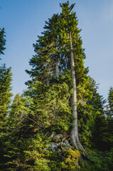 Árboles altos en bosque alpino bajo cielo azul
