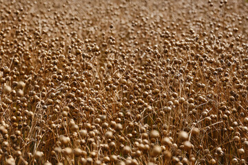  Seed capsules in a field. Agriculture field with linseed, flax, capsules contain linseed. Focus on center. Shallow depth of field.
