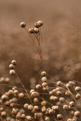 Seed capsules in a field.  Growing golden linseed. Shallow depth of field. Focus on center seed. 