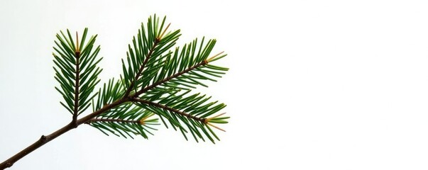 Obraz premium Pine tree branch against clean white backdrop, branch, solitary