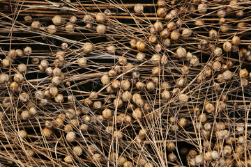 Common flax seed pods growing in a summer. Shallow depth of field.