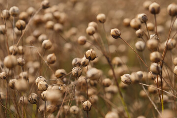 Common flax seed pods growing in a summer. Agriculture field with linseed, flax. Growing golden...