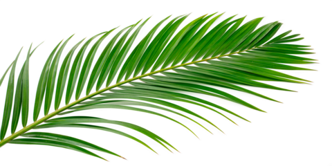 A curved green palm leaf with long narrow segments against a black background.