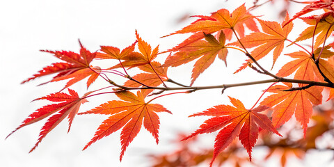 A maple branch with orange-red leaves, emphasizing the autumn mood.