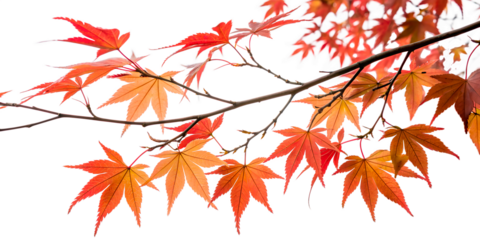 A maple branch with orange-red leaves, emphasizing the autumn mood.
