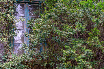 old building covered with tree bark with windows. building overgrown with huge ivy