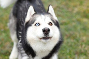 Husky portrait, dog pet face, outdoor
