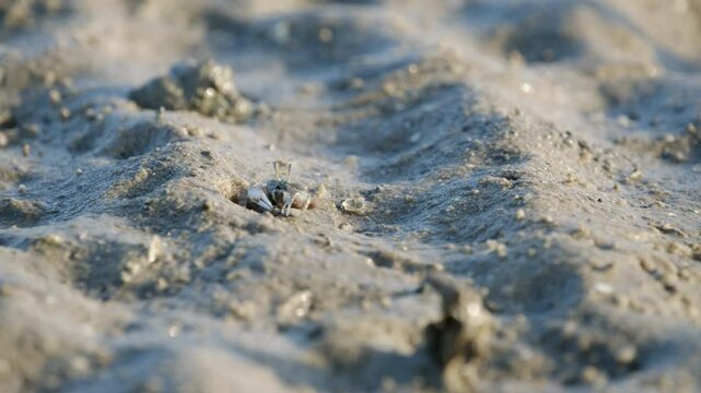 Fiddler Crabs walking on sandy beach and eating. Group of Ghost crabs across a muddy wetland area during low tide in Thailand