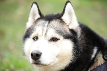 Husky portrait, dog pet face, outdoor