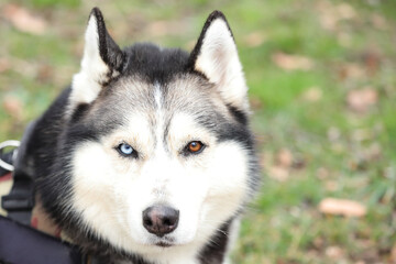 Husky portrait, dog pet face, outdoor