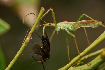 Macro shot of insect predator action