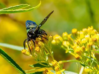 Crysocale principalis