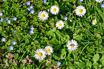 Primavera a Basiglio, margherite, non ti scordar di me, gemme, fiori, piante lungo la Roggia Speziana