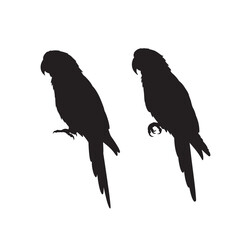 two parrot silhouette vector illustration 