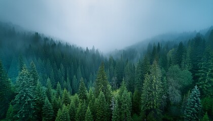 Fototapeta premium Rainy Forest Gradient. Moody misty gray, deep green & soft teal blend. Serene, atmospheric texture. Calming background.
