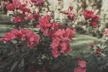 wedding greeting background. pink flower with selective focus. Backdrop with copy space. picture for gift card. symbol of love. poster background. space for text. spring or summer time.