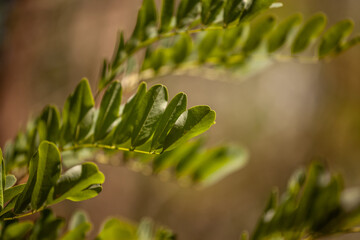 Selective blur on Robinia pseudoacacia, known as black locust, showcasing delicate green leaves in...