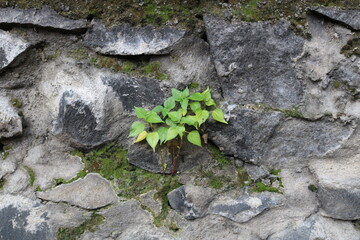 Vibrant green leaves emerge from the cracks of an aged stone wall, a symbol of persistence.