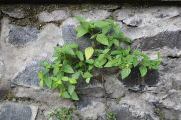 A resilient green vine thrives on a rugged stone wall, proving nature’s unstoppable spirit.