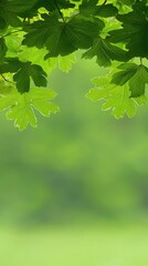 Lush green maple leaves frame a blurred park background, ideal for nature-themed designs