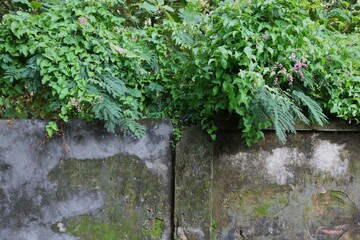 Lush greenery spills over an old weathered wall, blending nature’s beauty with urban decay.