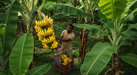 Farmer harvesting ripe bananas with joy in a tropical plantation surrounded by lush greenery