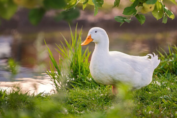white duck stands on green grass near a pond, illuminated by warm sunlight. Leaves and apples hang from a tree above, creating a natural rural scene