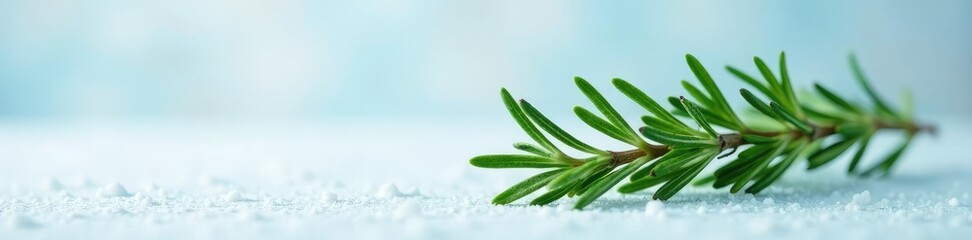 Obraz premium Sprig of fresh rosemary against a snowy background, leaves, herb, branches