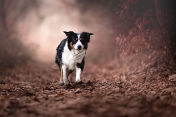Portrait of a Border Collie in nature