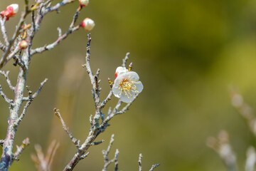 梅の花と春の訪れ