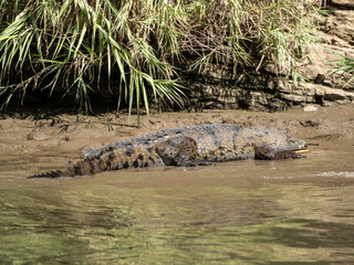 Krokodil