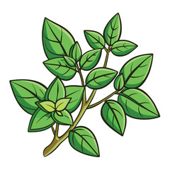 illustration-of-oregano-isolated-on-white-backgrou (1).eps