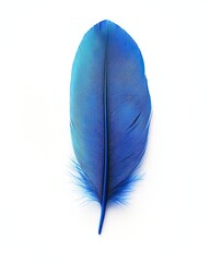 Vibrant blue feather isolated on white background.