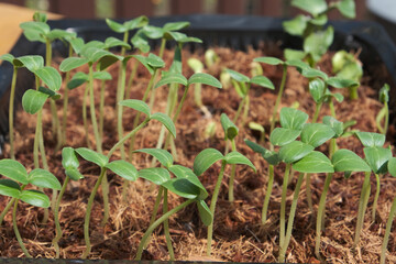 Green tomato and pepper seedlings grown from seeds are ready for planting in the garden. Gardeners are expecting a good harvest. Gardening concept.