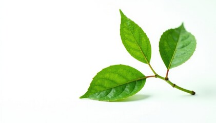 Obraz premium Single isolated branch on white background with subtle leaf details, single element, macro, foliage
