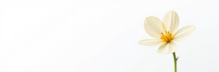 Fototapeta premium Single flower bud isolated on white background, small, delicate