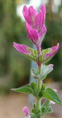 pink and green