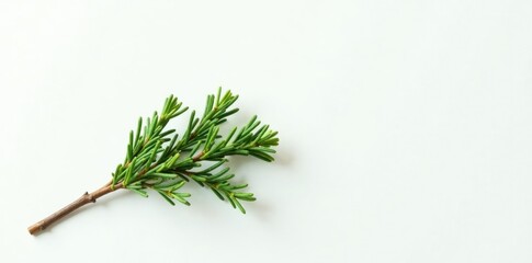 Fototapeta premium Single cypress branch against a clean white surface, foliage, cypress