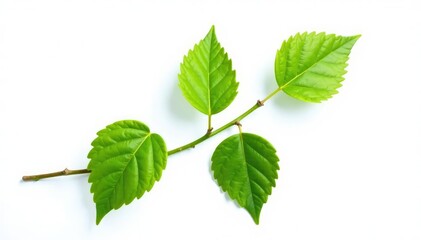 Fototapeta premium Single branch with green leaves isolated on white background, isolate, minimalist, nature