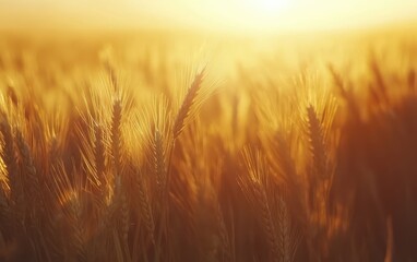 Obraz premium Wheat Field Under A Golden Spring Sunset