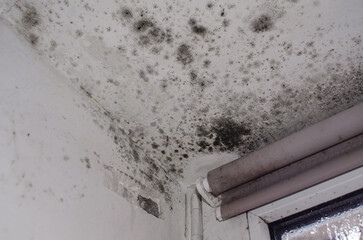 Toxic black mold on walls and ceiling near window with blinds