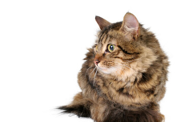 portrait of a cat, png file