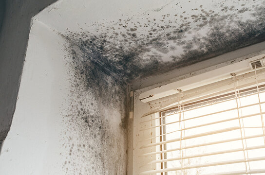Black mold growth on walls and ceiling near window with blinds
