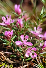 Pink Bog Rosemary Blossoms