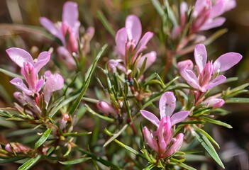 Pink Bog Rosemary flowers