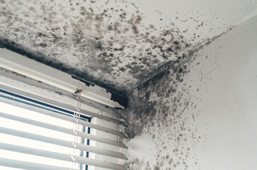 Black mold on walls and ceiling near window with damaged frame and dirty blinds