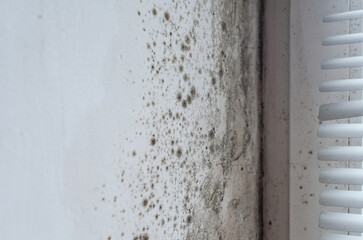 Hazardous black mold on damp wall by window frame indoors