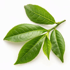Obraz premium Fresh green tea leaves natural, greenery, leaf, tea,isolated on white background